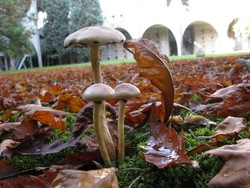 I due volti del cimitero principale Arte e&nbsp;degrado uniti per sempre?