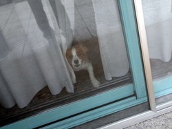 Busto, un diciottenne e un cagnolino sventano il colpo in via Quintino Sella