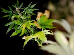 Giro di vite a Varese sul consumo di droga