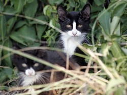 Allarme per i gatti di casa: possono prendere l’influenza