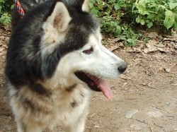 Husky finisce nel laghetto Lo salvano i pompieri