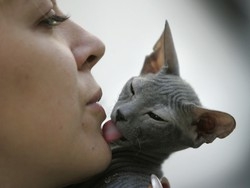 E’ nudo ma non fa scandalo: &egrave; la star dei gatti pi&ugrave; belli