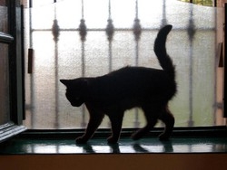 La vita di un gatto &egrave; come un film A Busto ha l’happy end