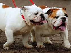 Vuoi dedicarti a un cane o un gatto? Ecco&nbsp;la “banca del tempo” per animali