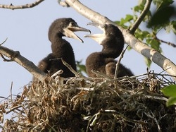 Cormorani da abbattere per prevenire l’aviaria