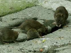 Allarme topi a Varese E il Comune corre ai ripari