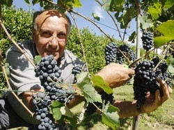In tavola &egrave; servito lo shiraz di Valle Luna
