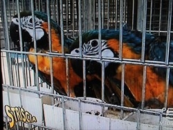 Asl e Forestale allo Zoo “Animali, tutto in regola”