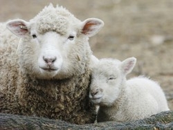 Strage di capretti e agnelli Ecco il men&ugrave; di Pasqua corretto