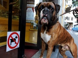 Fido pu&ograve; fare shopping Ma &egrave; fuori da bar e ristoranti