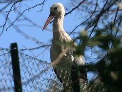 Niente tappa a Varese Le cicogne evitano il lago