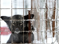 Contro randagismo e canili lager Task force di&nbsp;veterinari e carabinieri&nbsp;