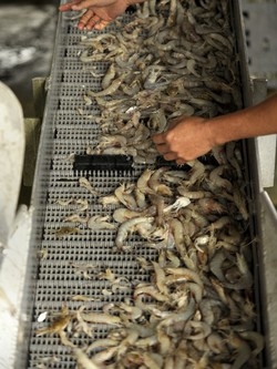 Seppie e&nbsp;calamaretti: stop dalla Ue I pranzi di pesce saranno pi&ugrave; poveri