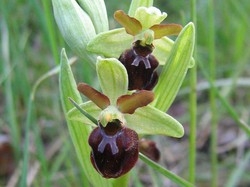 Orchidee in fiore sulle Orobie