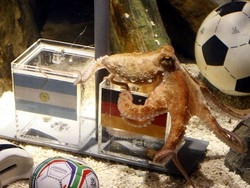 Mondiali, un&nbsp;campione c’&egrave; gi&agrave; Il polpo indovino &egrave; infallibile