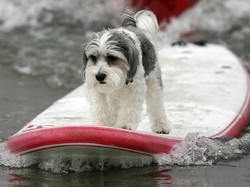 Animali in spiaggia, c’&egrave; l’ordinanza-modello