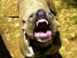 Busto, pitbull fugge e azzanna cagnolino