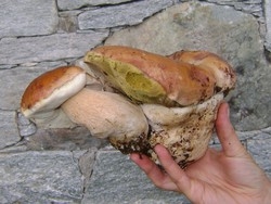 Troppe le disgrazie per i funghi Un decalogo per i cercatori