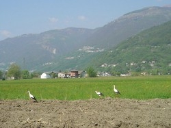 Osservare gli animali Come fare per non disturbarli