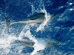 Confino finito anche per i pesci: si ripopola il mare di Ventotene