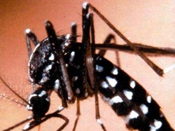In Italia la zanzara tigre fa 200 metri in tre giorni