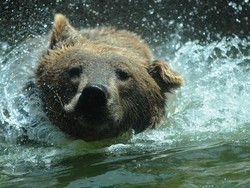 Coppia di turisti varesini s’imbatte in un orso