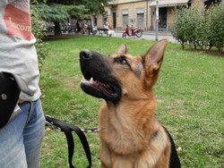 Esposizione canina nazionale In 500 a Suisio domenica 26