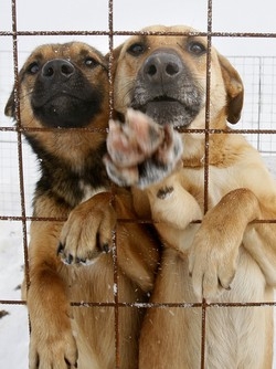 Si scatena la crudelt&agrave; umana: 4 mila cani seviziati in estate