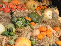 Italiani golosi di zucche
Ma Halloween non c’entra