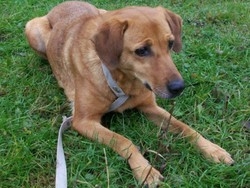 Fido libero costa 50 euro Tempi duri per i cani a Varese