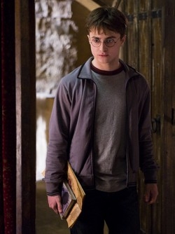 Civette a rischio d’estinzione? “E’ colpa di Harry Potter”