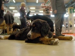I nuovi capi griffati per cani l’ultima frontiera degli stilisti