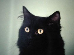Ritorna il &laquo;Gatto Nero Day&raquo;: tutti contro le superstizioni&nbsp;