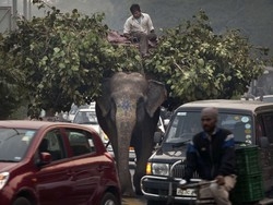 Nepal: elefanti in sciopero per chiedere un salario migliore