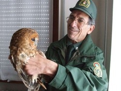 “Ho un’aquila sul balcone” Ma &egrave; un allocco spaventato