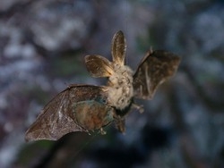 Arrivano i pipistrelli “leghisti”: hanno dialetti diversi Nord-Sud