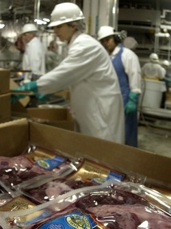 Mucca pazza, i prioni sanno mutare e resistere