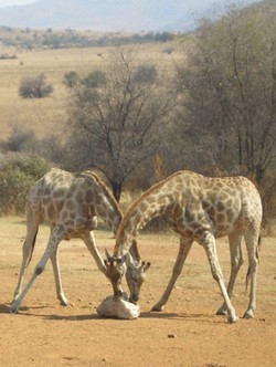 Giallo sull’animale peloso visto in un parco del Kenya