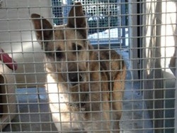 E’ in calo il numero di cani abbandonati
