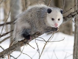 Dopo l’orsetto Knut c’&egrave; Heidi Germania pazza per l’opossum
