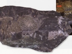 Trovati in Eritrea fossili di &laquo;Homo&raquo;