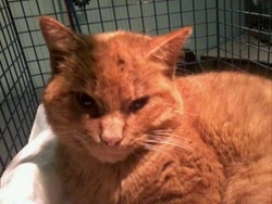 Varese, all’ex macello civico
un day hospital per i gatti