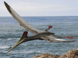 Uovo fossile di&nbsp;65 milioni di anni E’ di pterodattilo, rettile volante