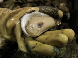 Basta con i molluschi tossici Un test li svela in mezz’ora