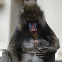 Fiocco rosa al Bioparco di Roma: è nata la mandrillina ‘Blanca’