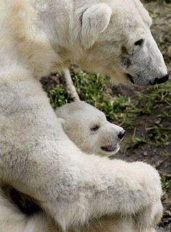 Clima; Delusione da summit orsi polari: nessun divieto caccia