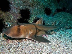 Australia; Squalo vivo davanti alla sede di un quotidiano