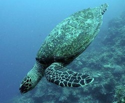 Tartaruga salvata sulle coste calabre torna a nuotare