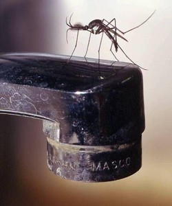 In arrivo una invasione di zanzare nel nord ovest