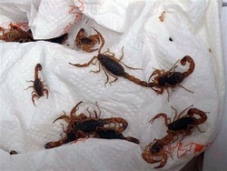 Cassazione/ Reato spedire scorpioni a rivale in amore,anche morti